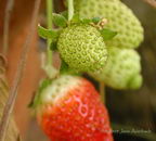 معرفی و راهنمای پرورش گیاهان زینتی - توت فرنگی